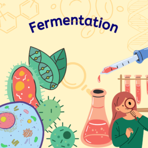 Fermentation Notes
